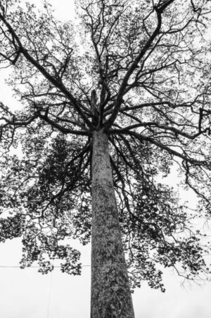 PAI162 - Arboles