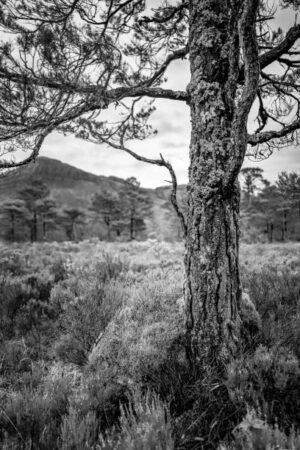 PAI163- Arboles