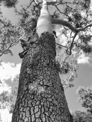 PAI164 - Arboles