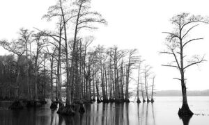 PAI171- Arboles