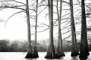 PAI172- Arboles