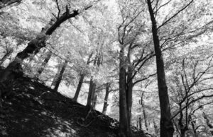 PAI183- Arboles