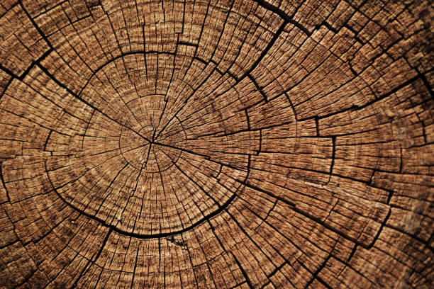 Ideal round cut down tree with annual rings and cracks. Wooden texture.