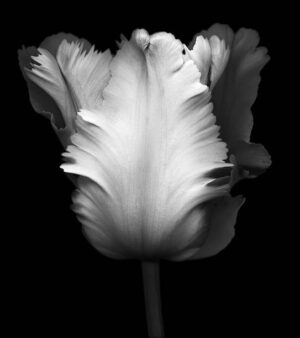 PYF100 - Flores