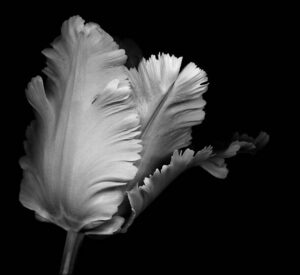 PYF101 - Flores