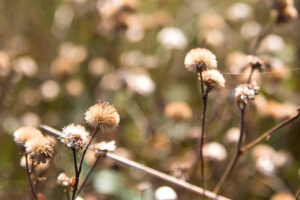 PYF109 - Plantas y Flores