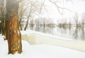 SUR098 -Bosque nevado