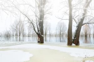 SUR099 - Bosque nevado