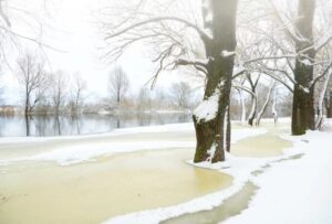 SUR102-Bosque nevado