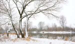 SUR103-Bosque nevado