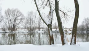 SUR108-Bosque nevado