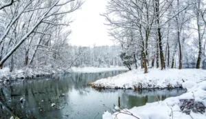 SUR109-Bosque nevado