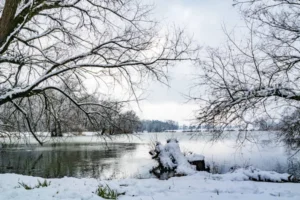 SUR110-Bosque nevado