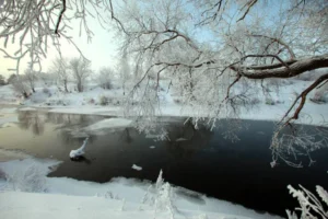 SUR117-Bosque nevado