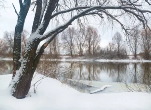 SUR119-Bosque nevado