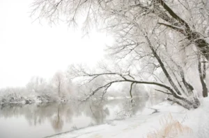 SUR120-Bosque nevado