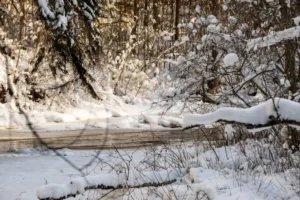 SUR122-Bosque nevado