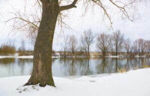 SUR125-Bosque nevado