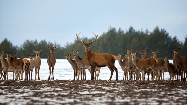 A beautiful shot of reindeers in a forest covered in snow in winter in Belarus