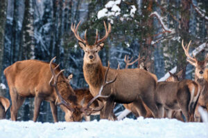 SUR134-Manada ciervos