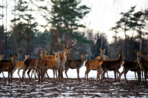 SUR135-Manada ciervos