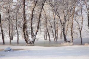 SUR144-Bosque nevado