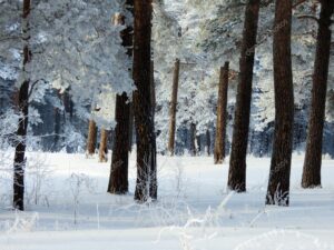SUR142-Bosque nevado