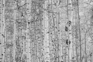 SUR149-Bosque nevado