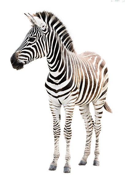 Male zebra isolated on white background