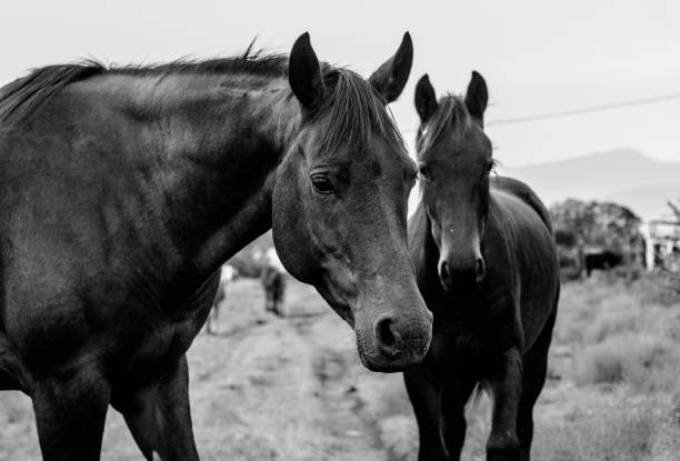 Two black horses resting in the farm at some place in Jalisco state in Mexico