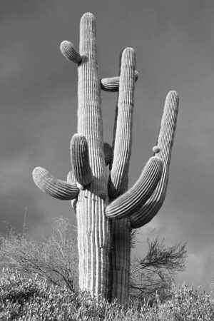 NOR060 - Paisaje Norte blanco y negro