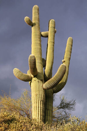 NOR060 - Paisaje Norte