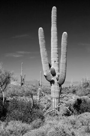 NOR061 - Paisaje Norte