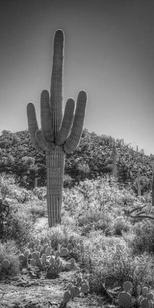 NOR068 - Paisaje Norte blanco y negro