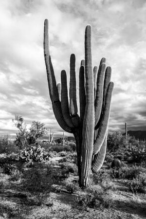 NOR074- Paisaje Norte