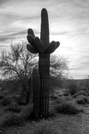 NOR077 - Paisaje Norte