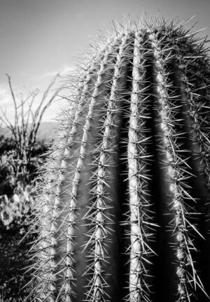 NOR083 - Paisaje Norte