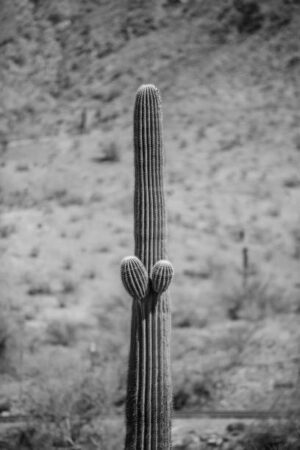 NOR084 - Paisaje Norte blanco y negro