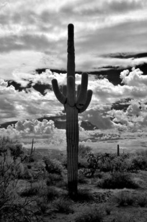 NOR088 - Paisaje Norte