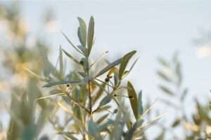 PYF203 - Plantas