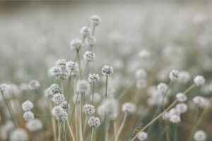 PYF221 - Plantas y Flores