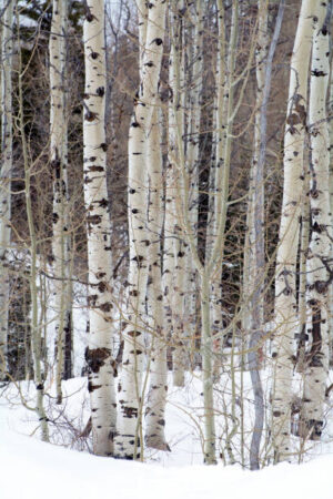 SUR158-Bosque nevado