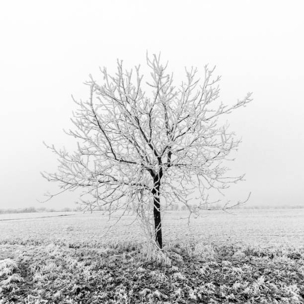 Frozen tree on winter field