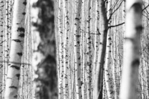 SUR166-Bosque nevado