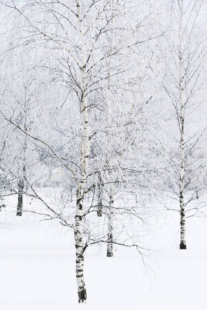 SUR168-Bosque nevado