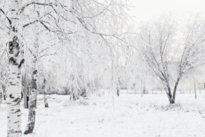 SUR169-Bosque nevado