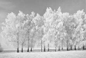 SUR097 - Árboles nevados