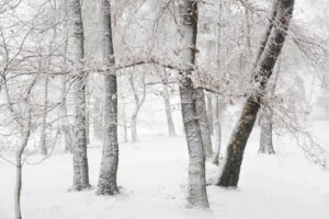 SUR098 - Árboles nevados